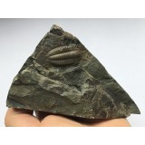 Těžítko s trilobitem